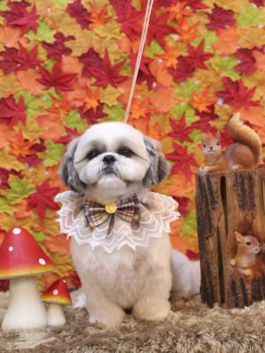 20241102みたらしちゃん